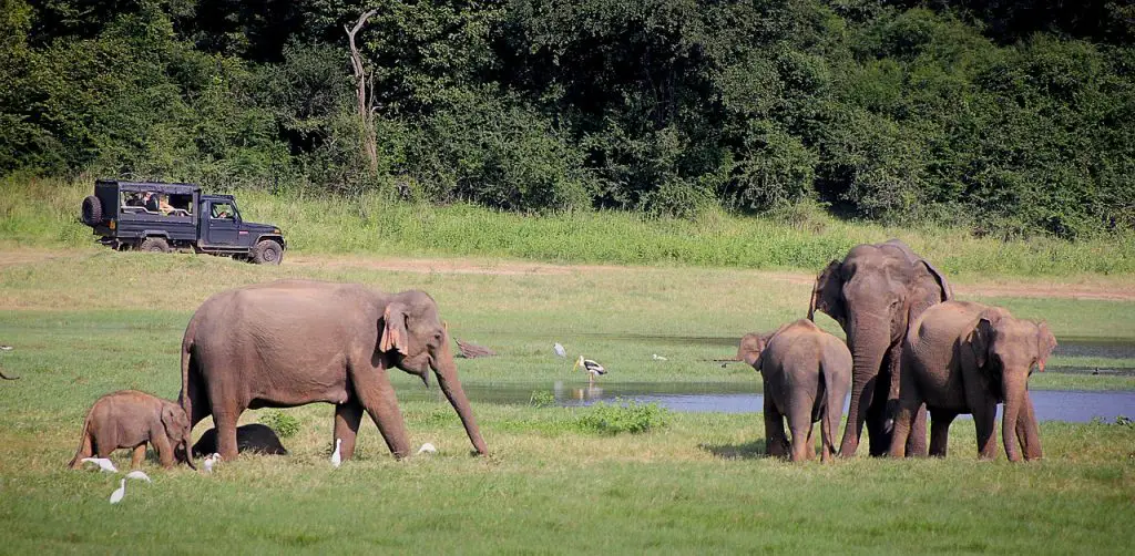 elephants-yala-national-park