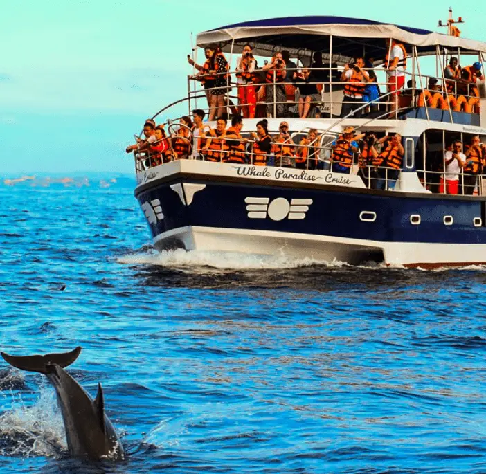 whale-watching-mirissa-activities-in-Sri-Lanka
