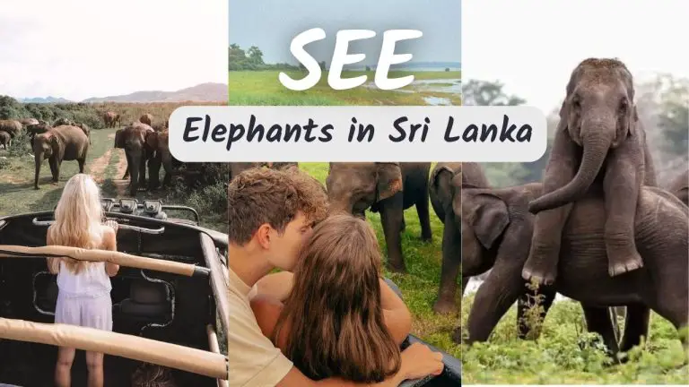 6-Must-Visit-Spots-To-See-Elephants-in-Sri Lanka