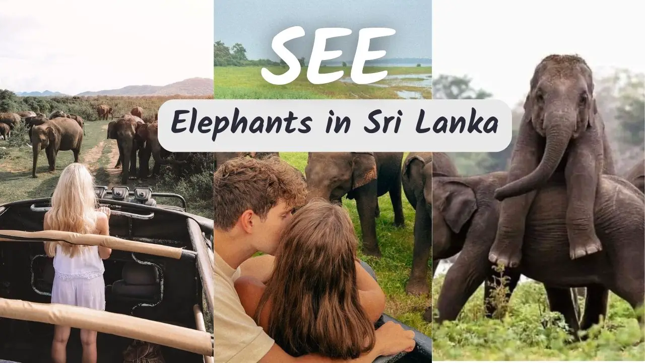 You are currently viewing 6 Must-Visit Spots To See Elephants in Sri Lanka