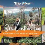 Experience the Exquisite Tea Trails In Sri Lanka