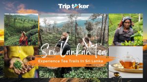 Read more about the article Experience the Exquisite Tea Trails In Sri Lanka