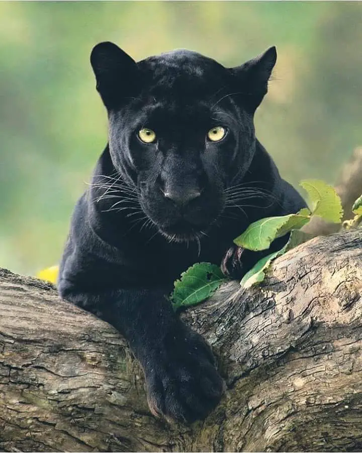 Yala-National-Park-black-panther-in-Sri Lanka
